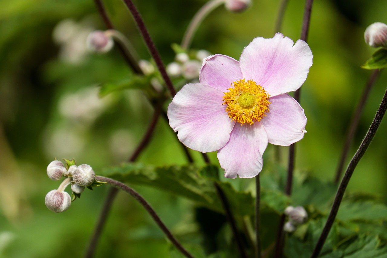 anemone flower blossom free photo