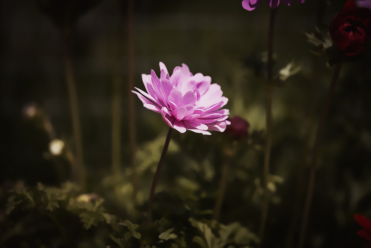 anemone pink anemone pink free photo