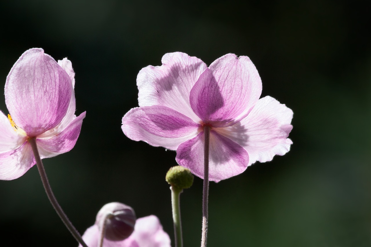 anemone japan anemone ranunculaceae free photo