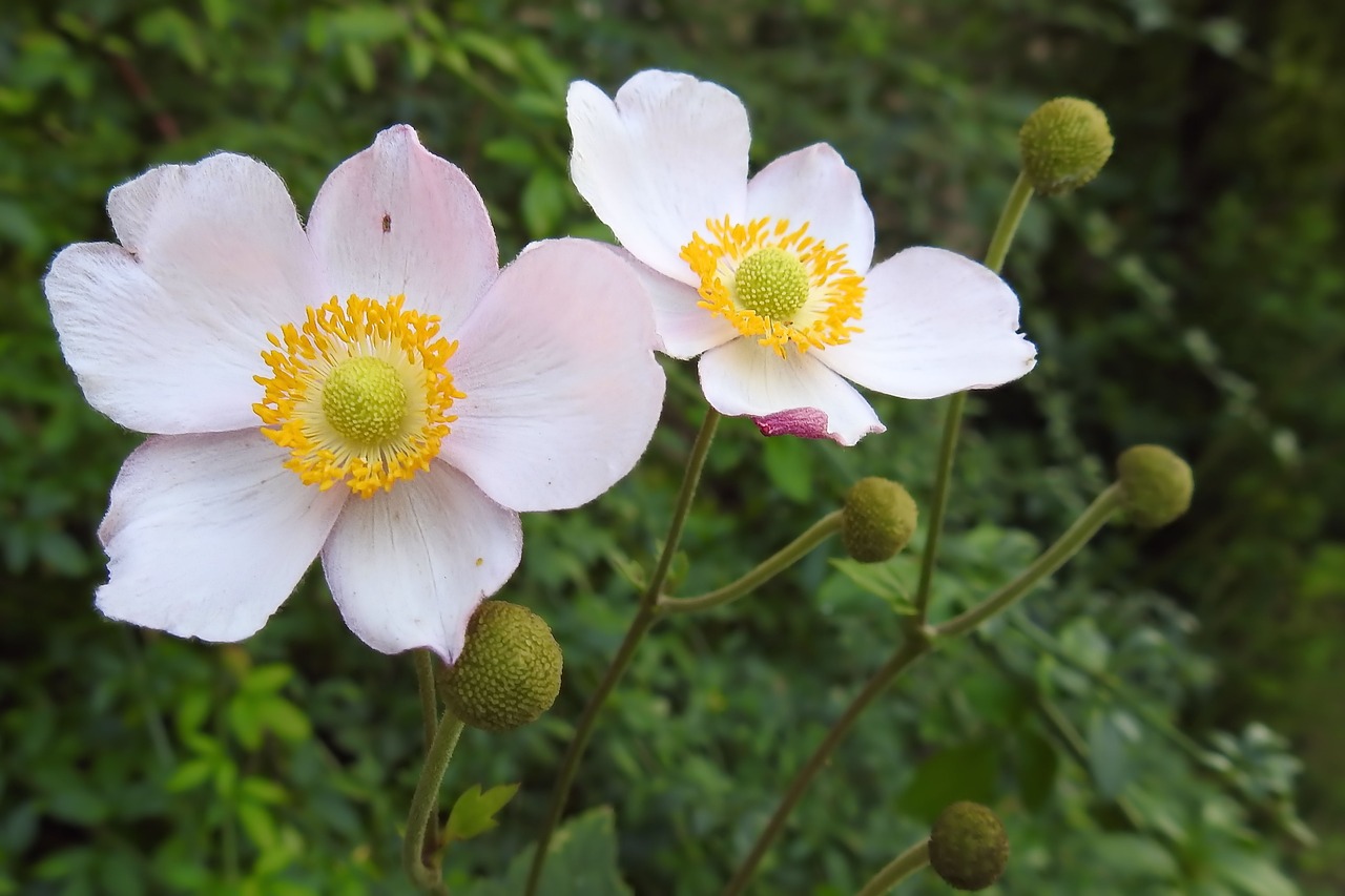 anemone fall anemone blossom free photo