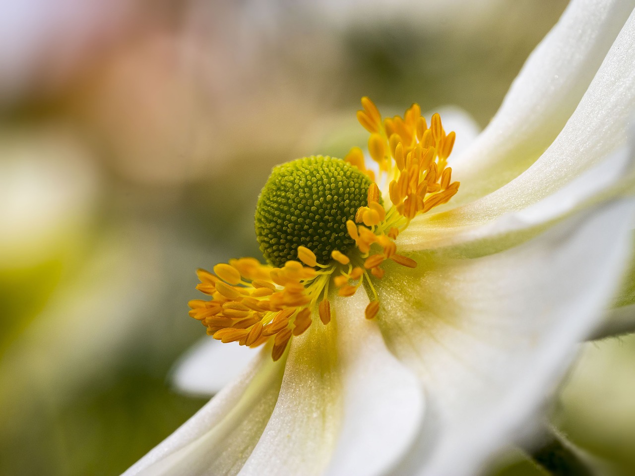 anemone hupenhensis japonica free photo