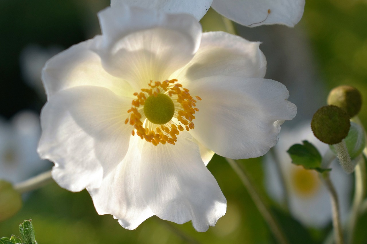 anemone white blossom free photo