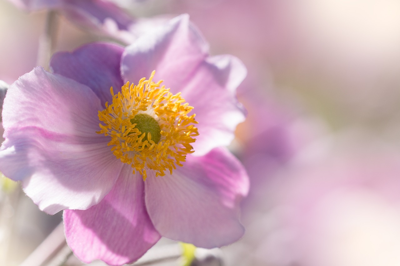 anemone fall anemone flower garden free photo