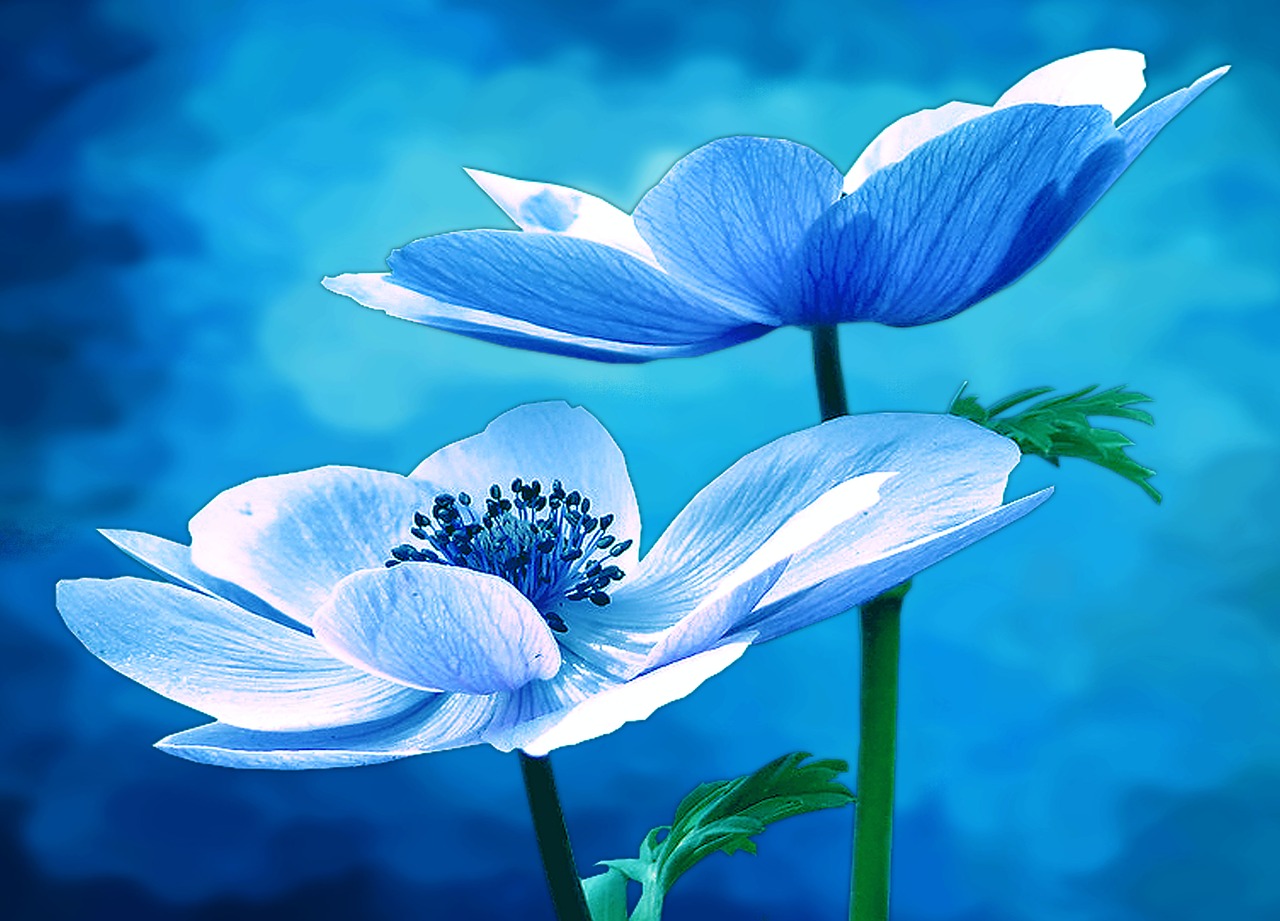 anemone nature flowers free photo