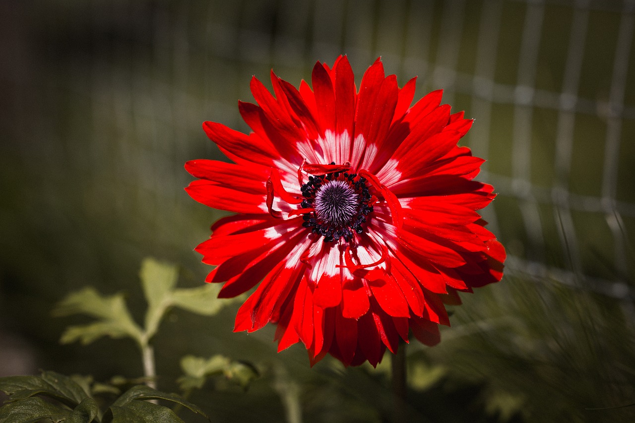 anemone red red anemone free photo