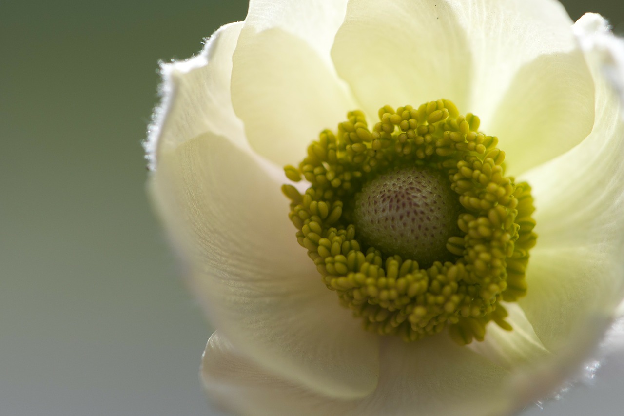 anemone floral plant free photo