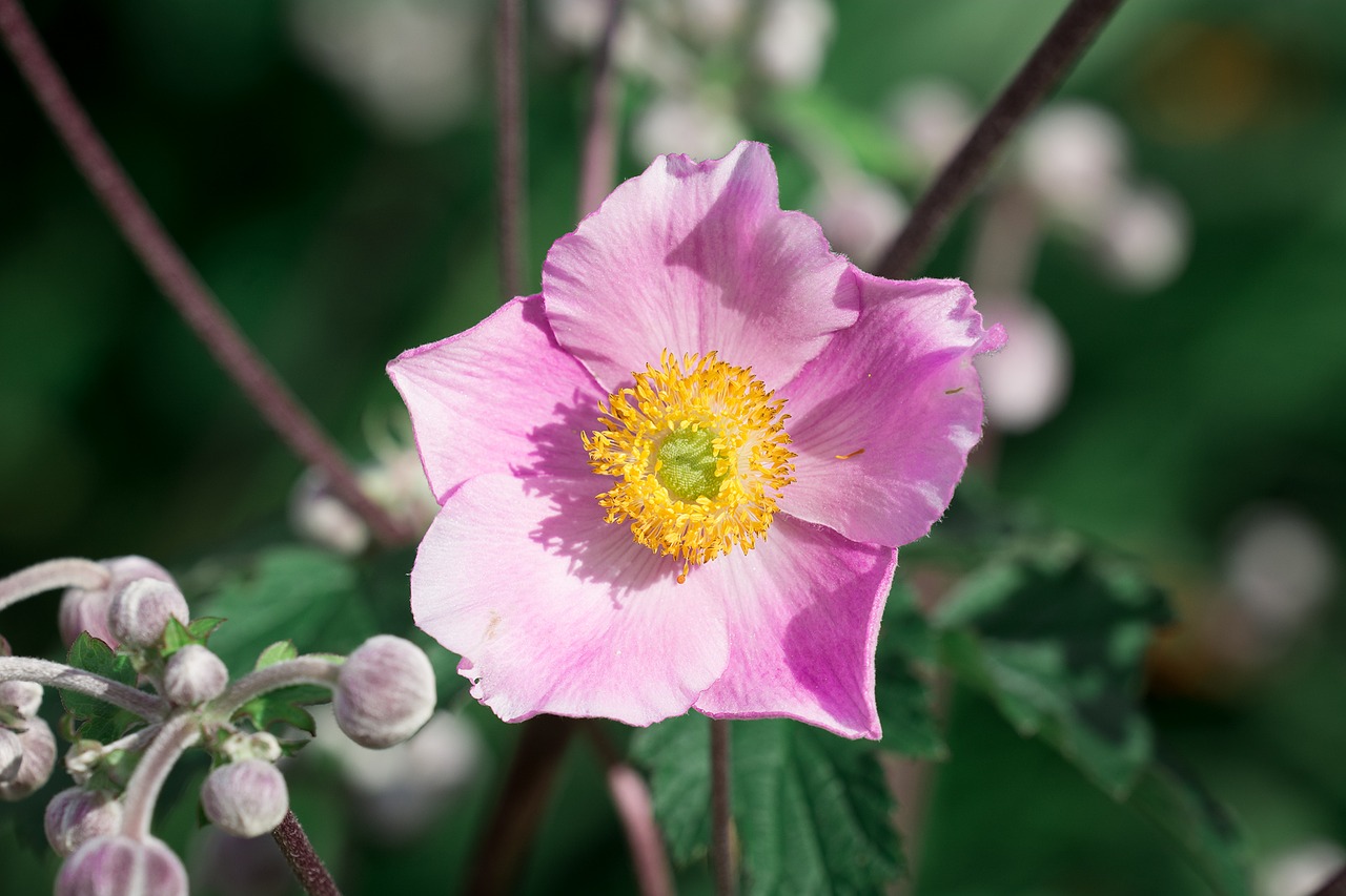 anemone pink fall anemone free photo