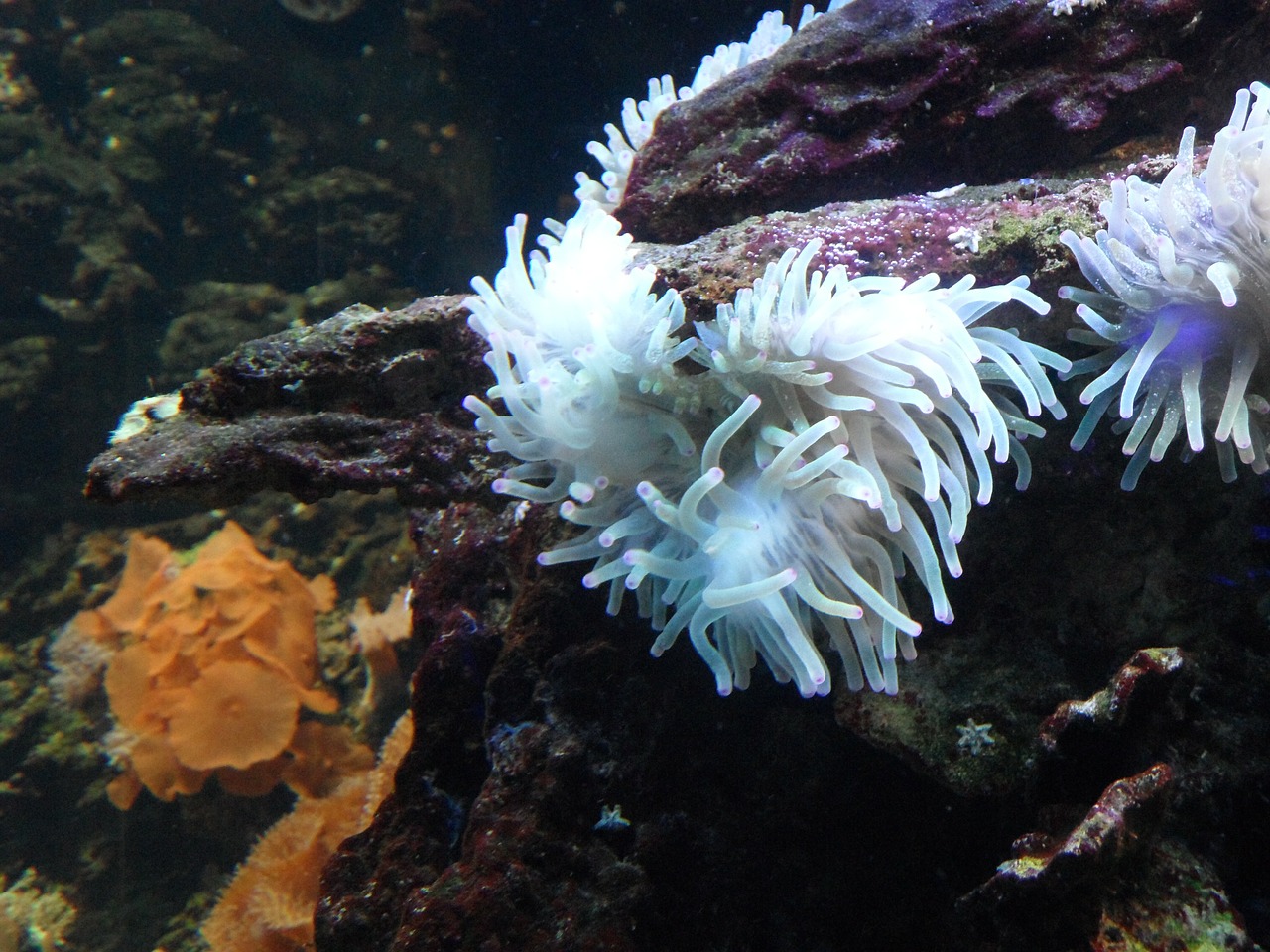 anemone sea anemone underwater free photo