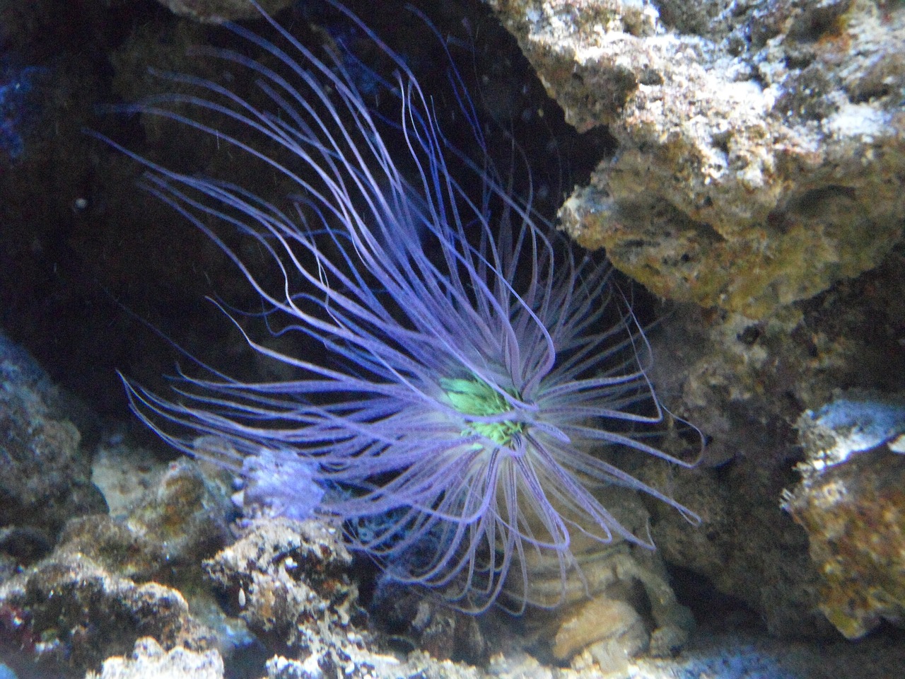 anemone sea anemone underwater free photo
