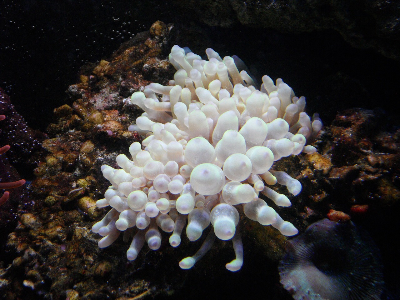 anemone sea anemone water free photo