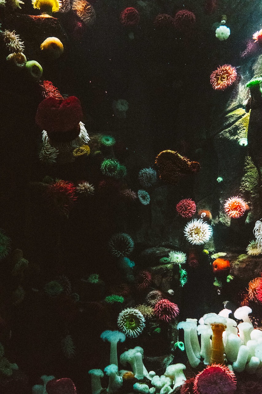 anemone aquarium art free photo