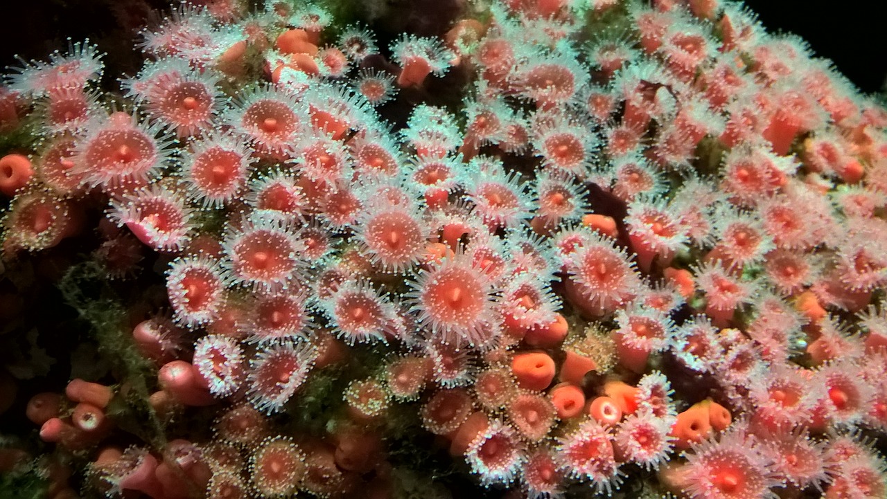 anemone red green free photo