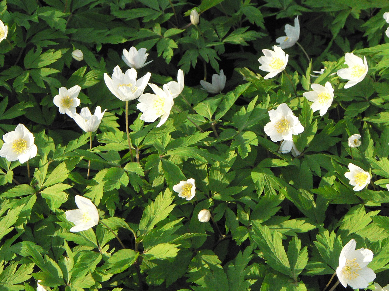 anemone spring flowers free photo