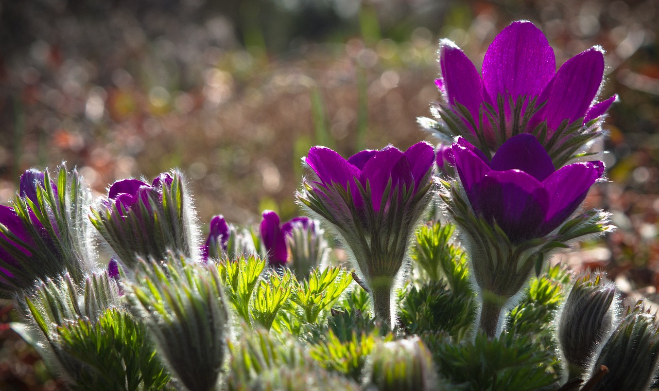 anemone spring floral free photo