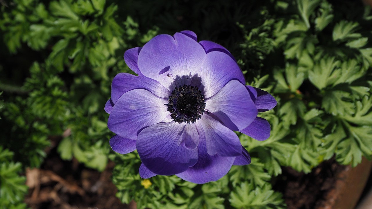 anemone flower blue free photo