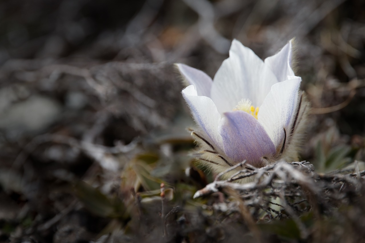 anemone flower blossom free photo