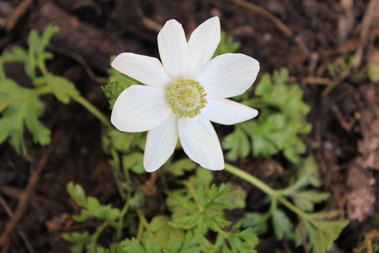 anemone flower white free photo