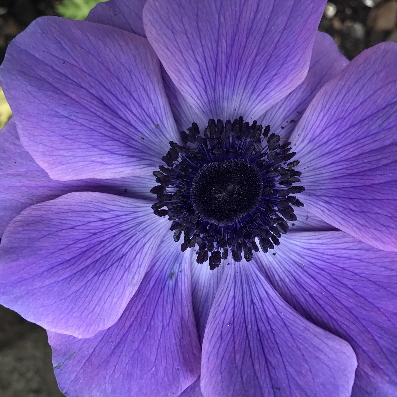 anemone flower purple free photo