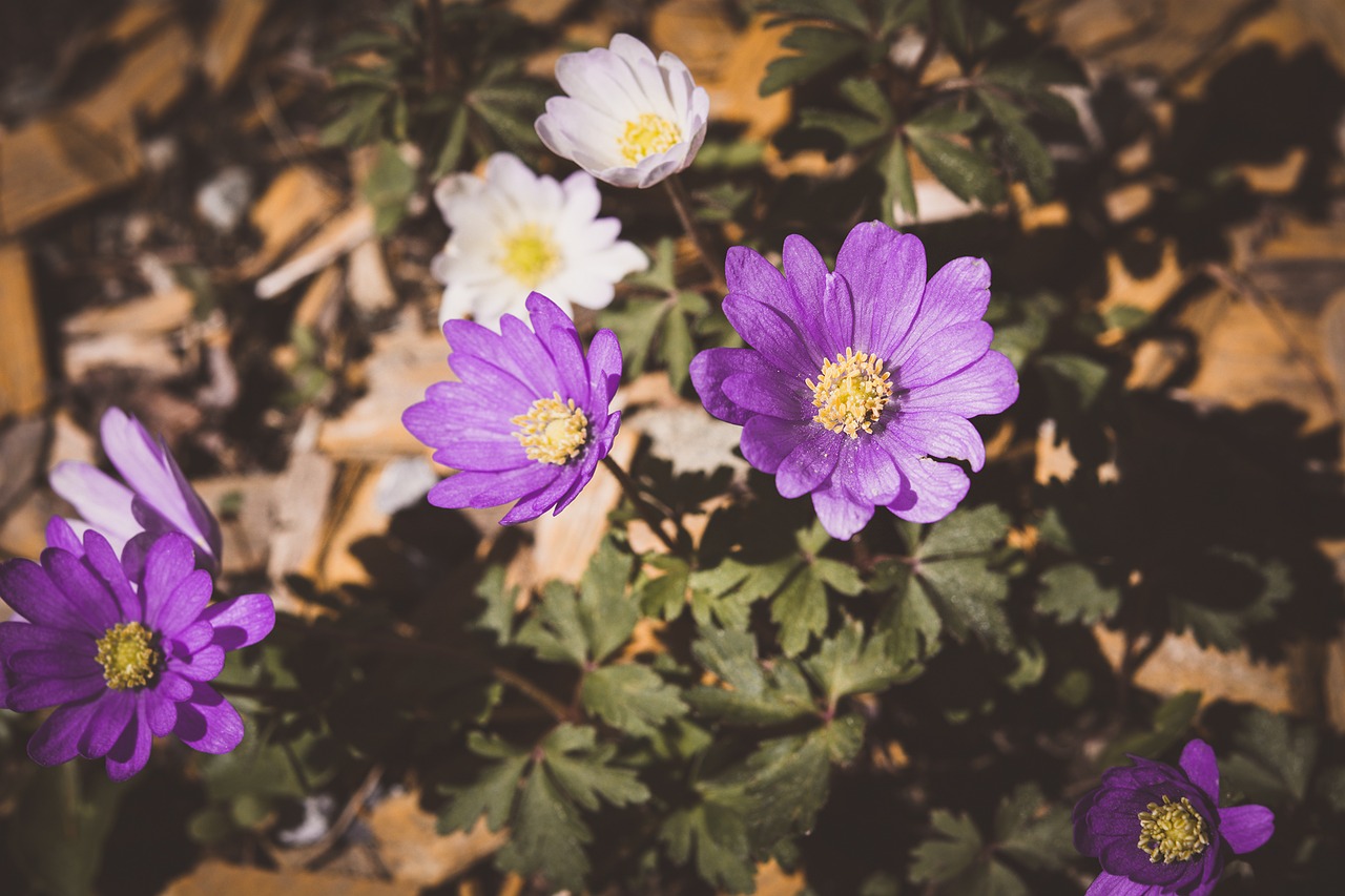 anemone garden flower free photo