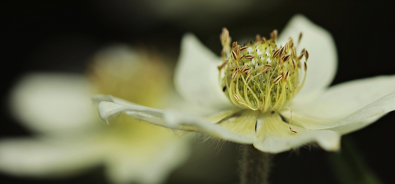 anemone hahnenfußgewächs blossom free photo