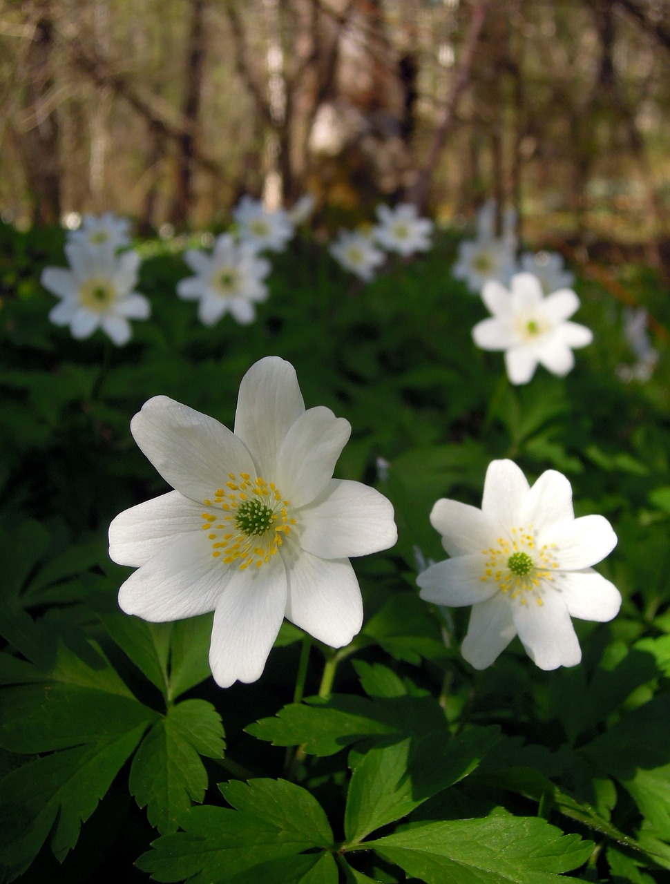 anemone ranunculaceae flower free photo