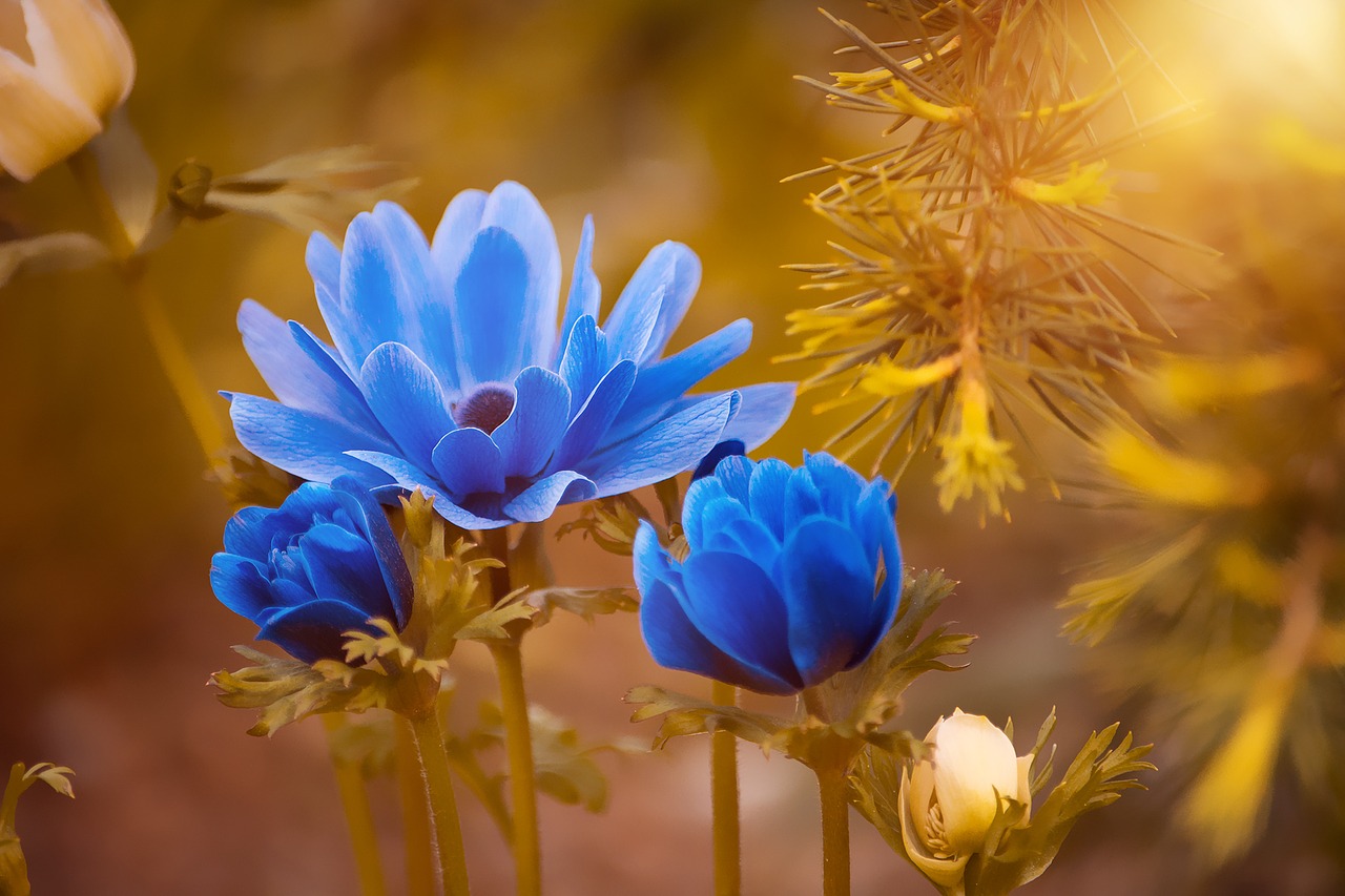 anemone crown anemone blue free photo