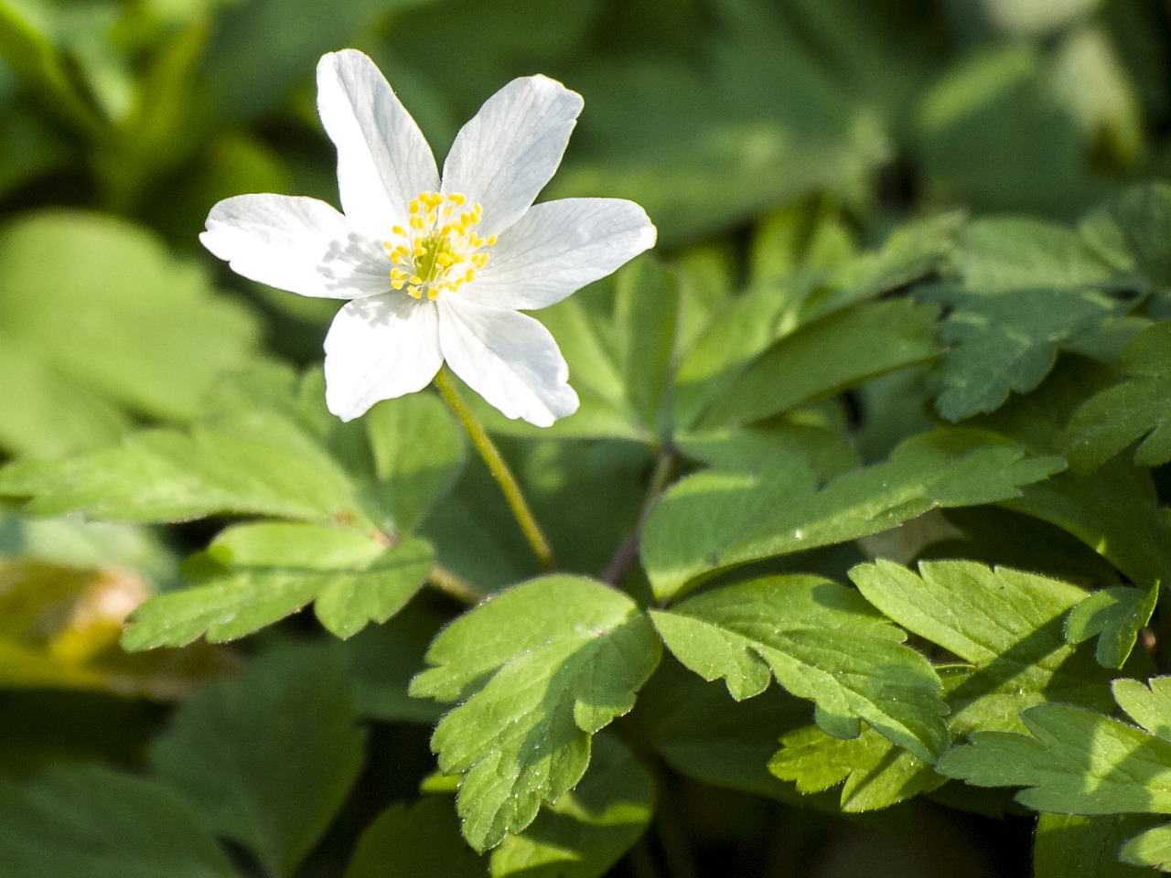 anemone wood anemone flower free photo