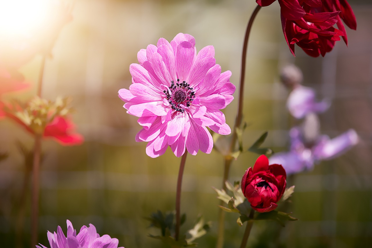 anemone pink anemone pink free photo