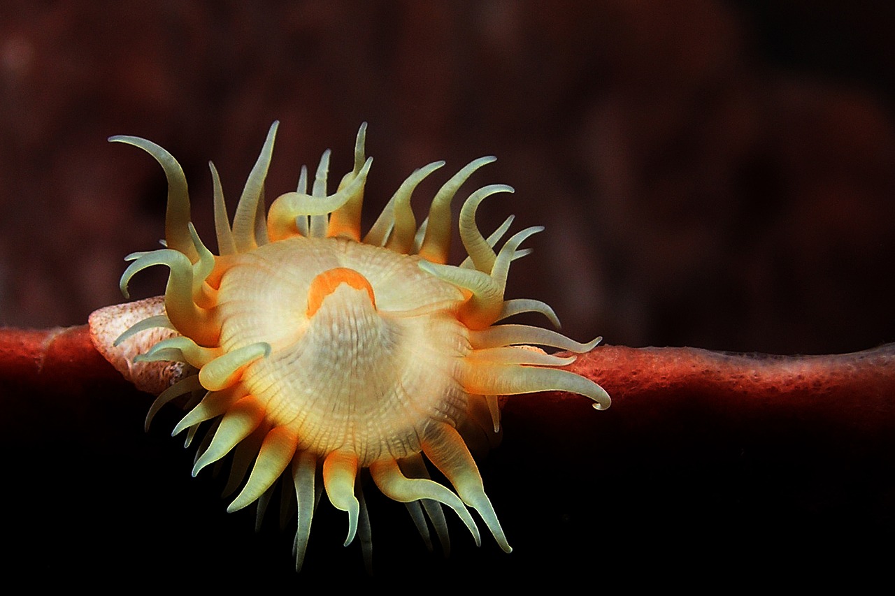 anemone sea background free photo