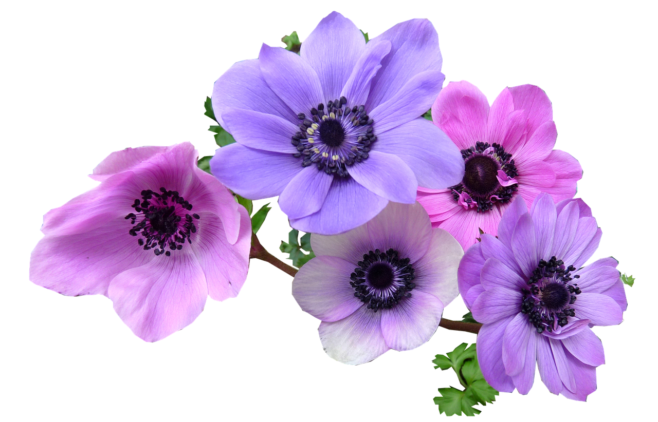 anemone flowers cut free photo