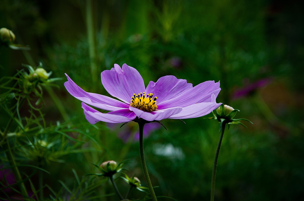 anemone purple flower free photo