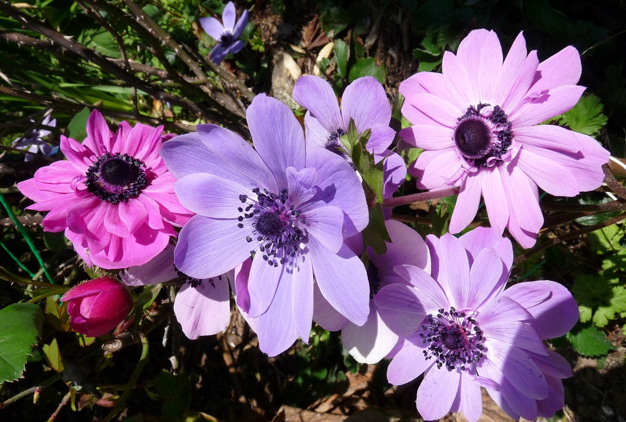 anemone flowers spring free photo