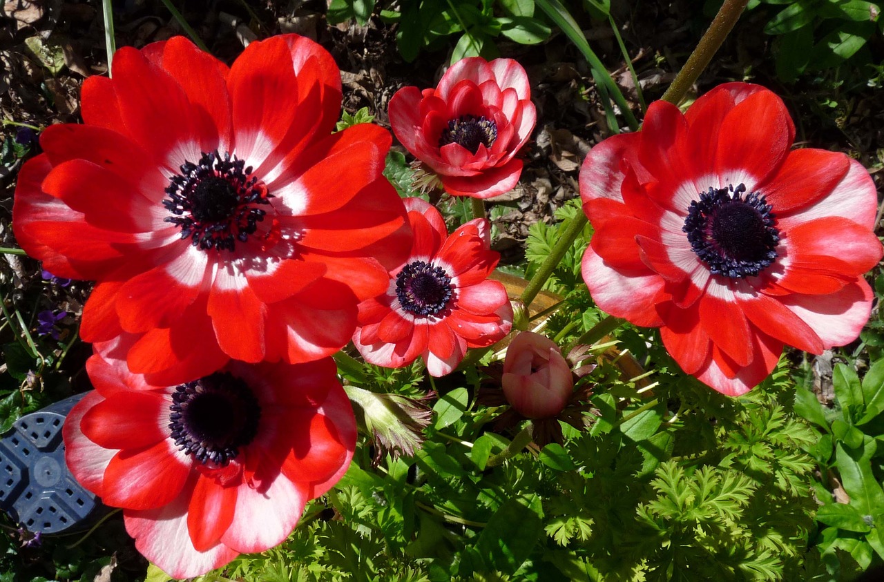 anemone flowers red free photo