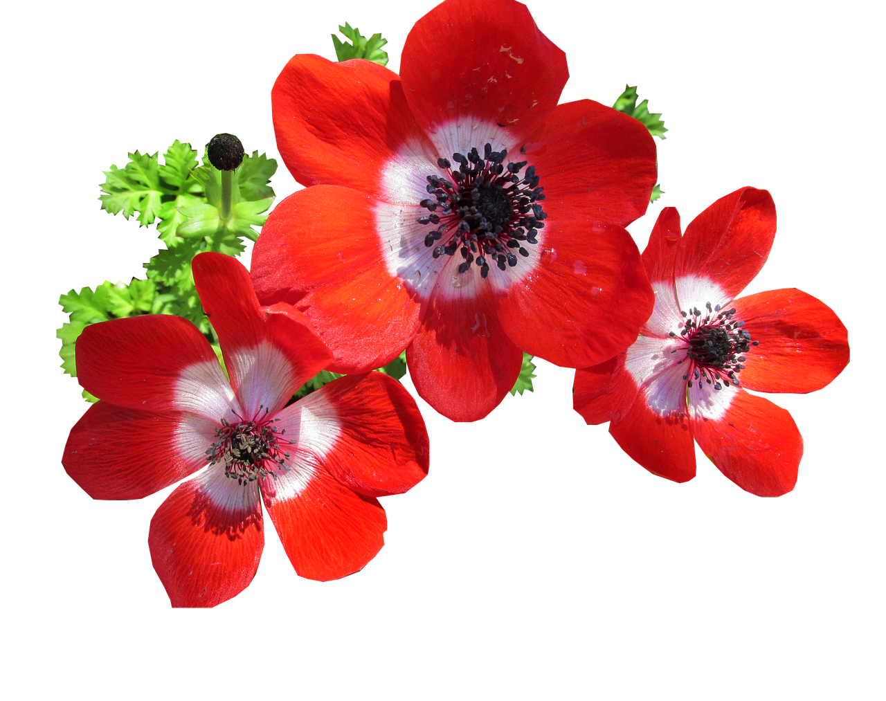 anemone red cut free photo