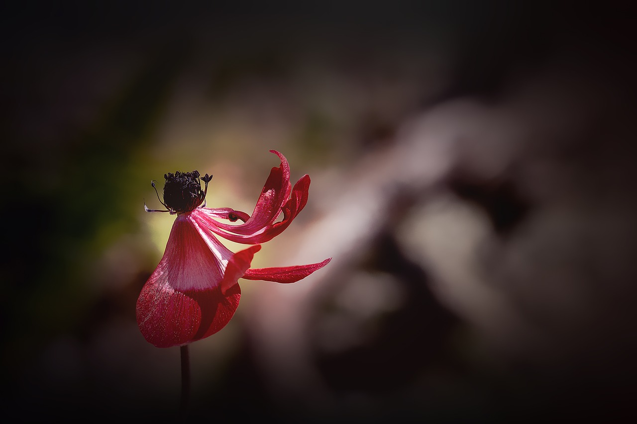 anemone red red anemone free photo