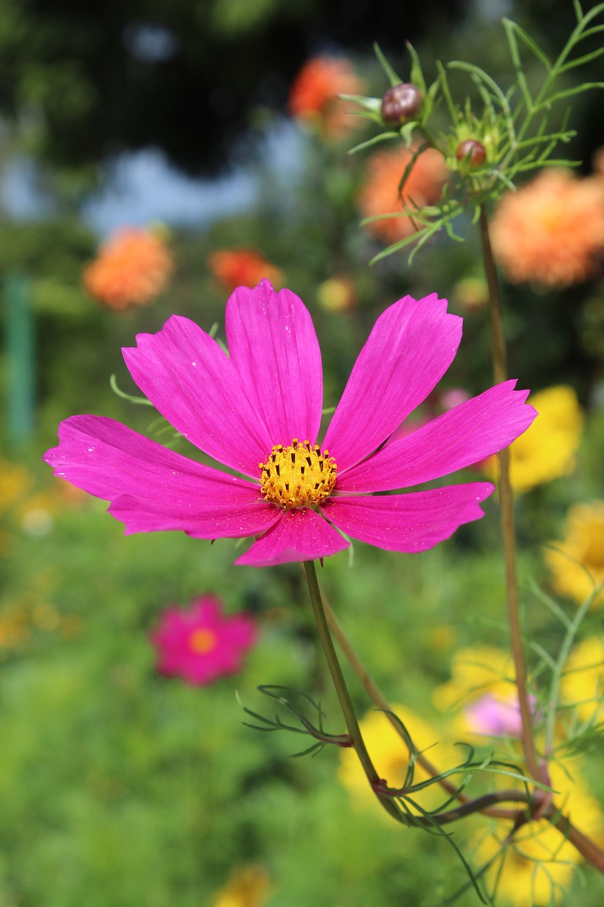 anemone flower purple violet free photo