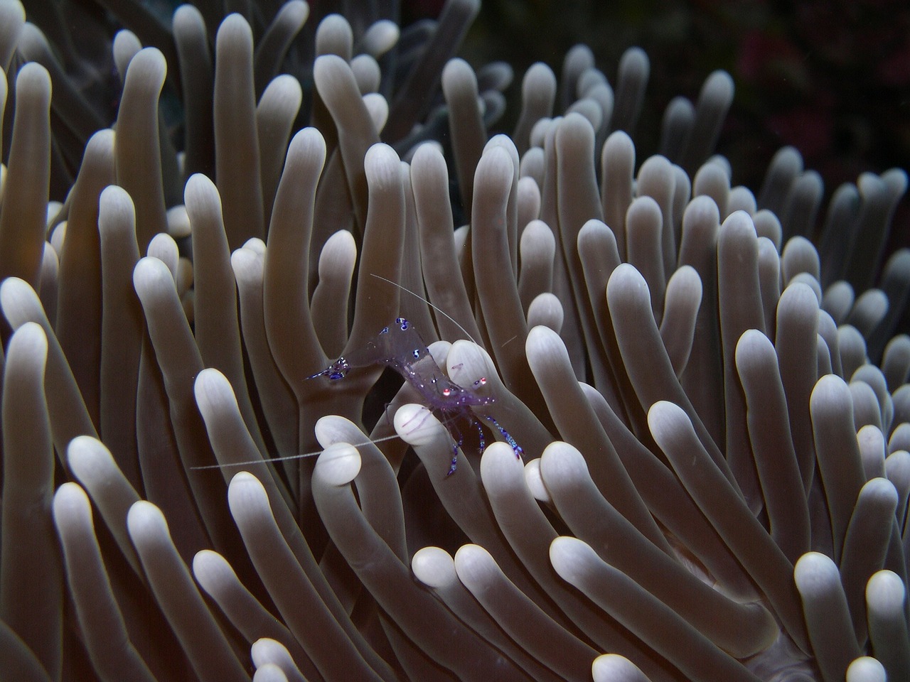 anemone immersion sulawesi free photo
