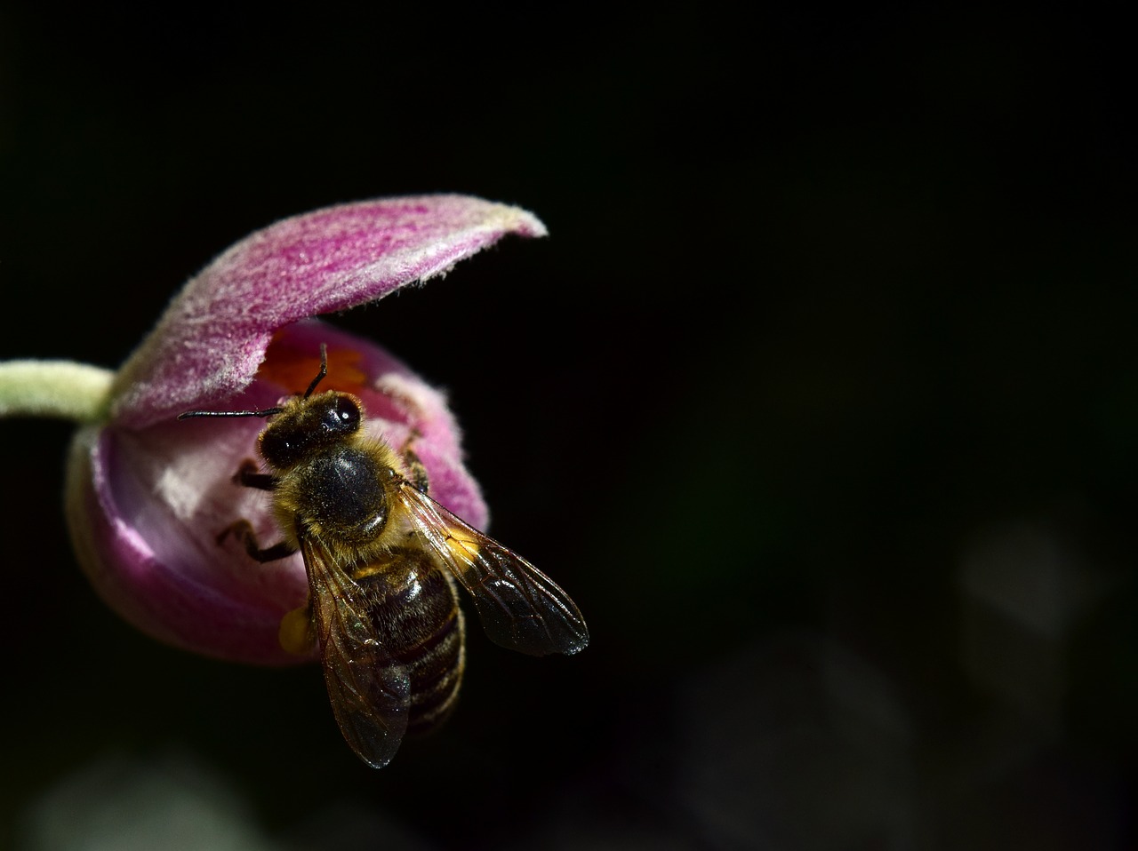 anemone bee close free photo