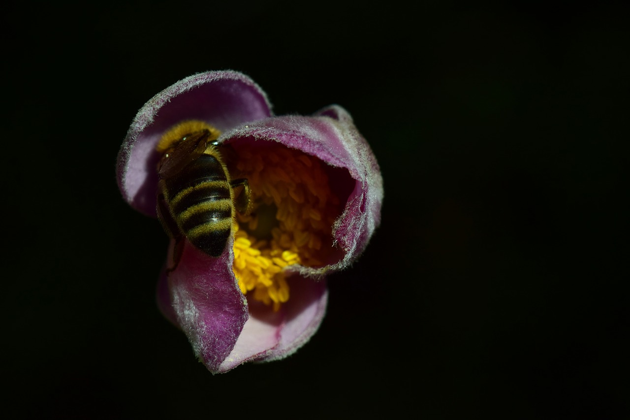 anemone bee close free photo