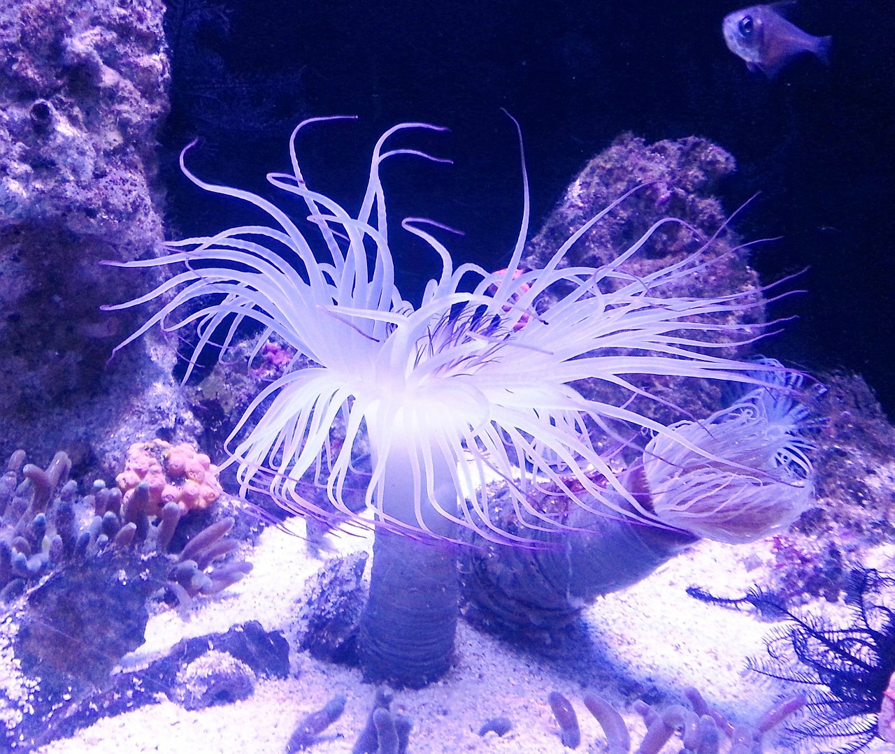 anemone sea water free photo