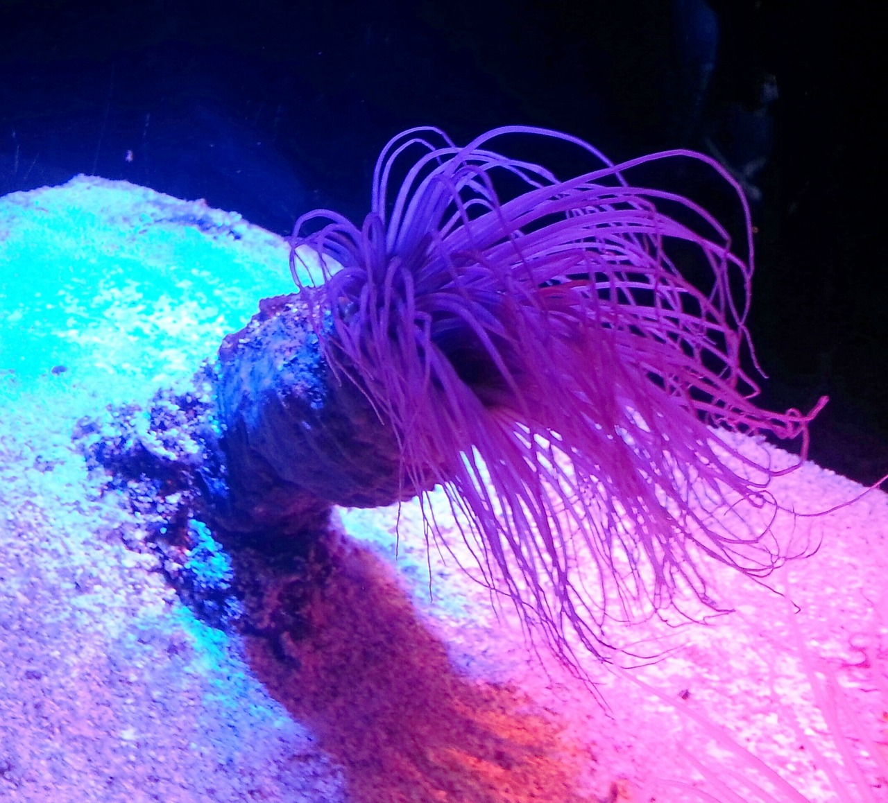 anemone sea ocean free photo
