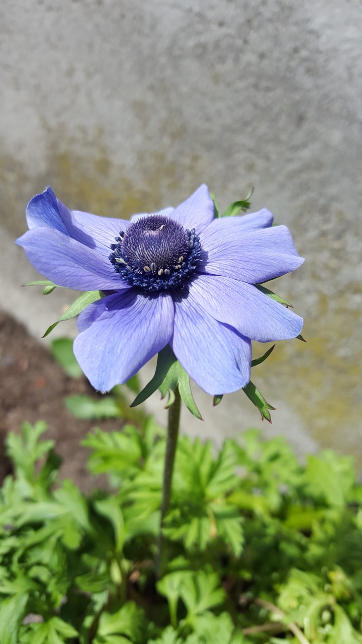 anemone flower blue free photo