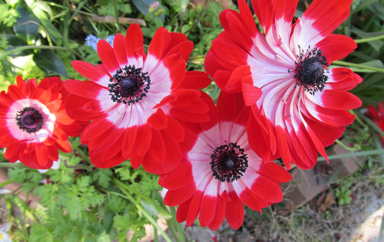 anemone red flower free photo