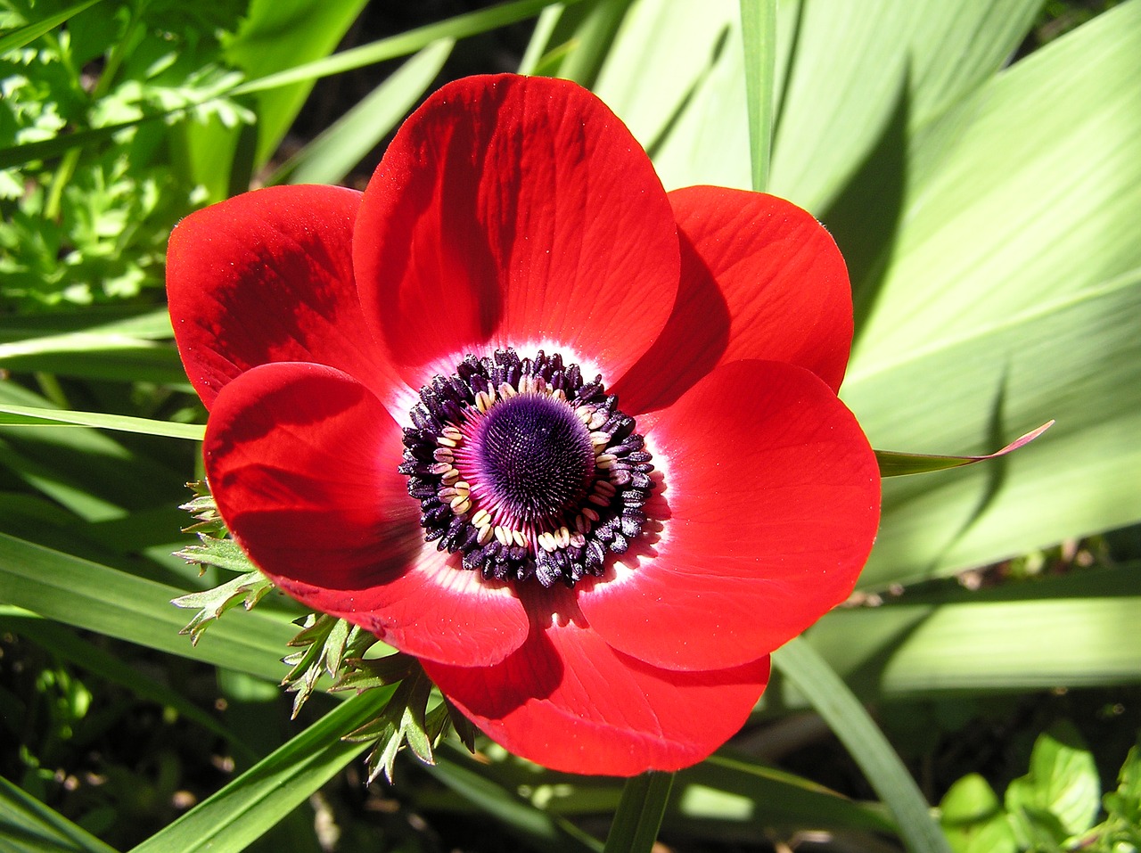 anemone flower garden free photo