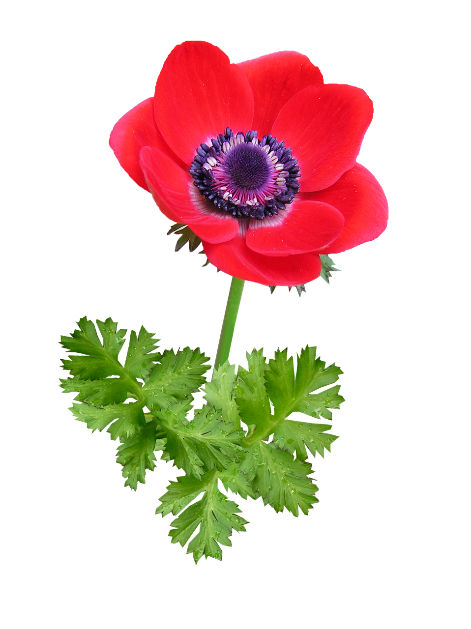 anemone bloom red free photo
