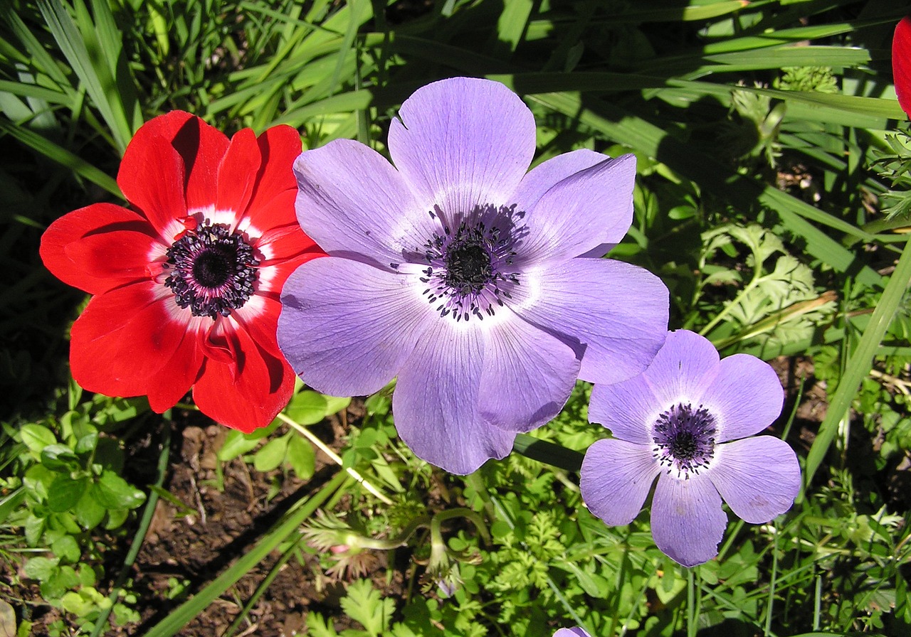 anemone mixed colors free photo