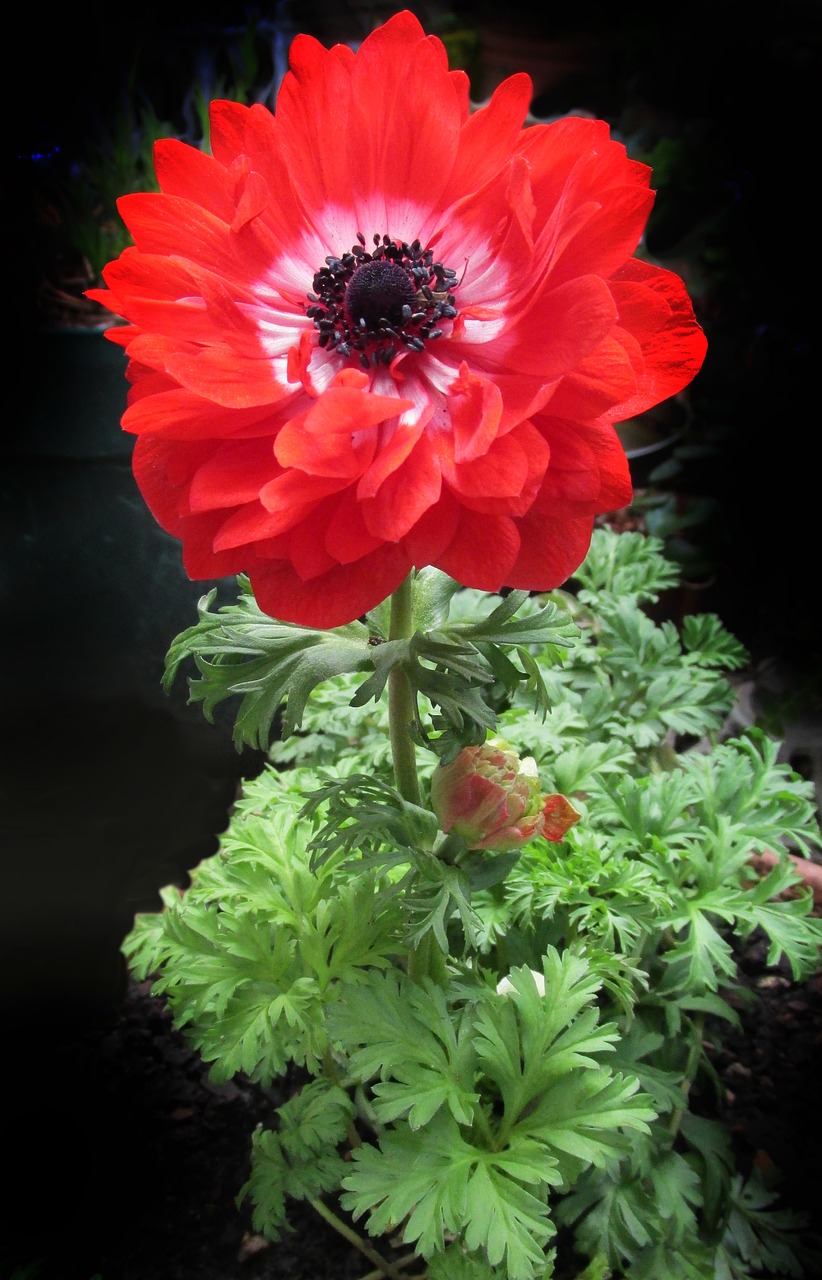 anemone double red free photo