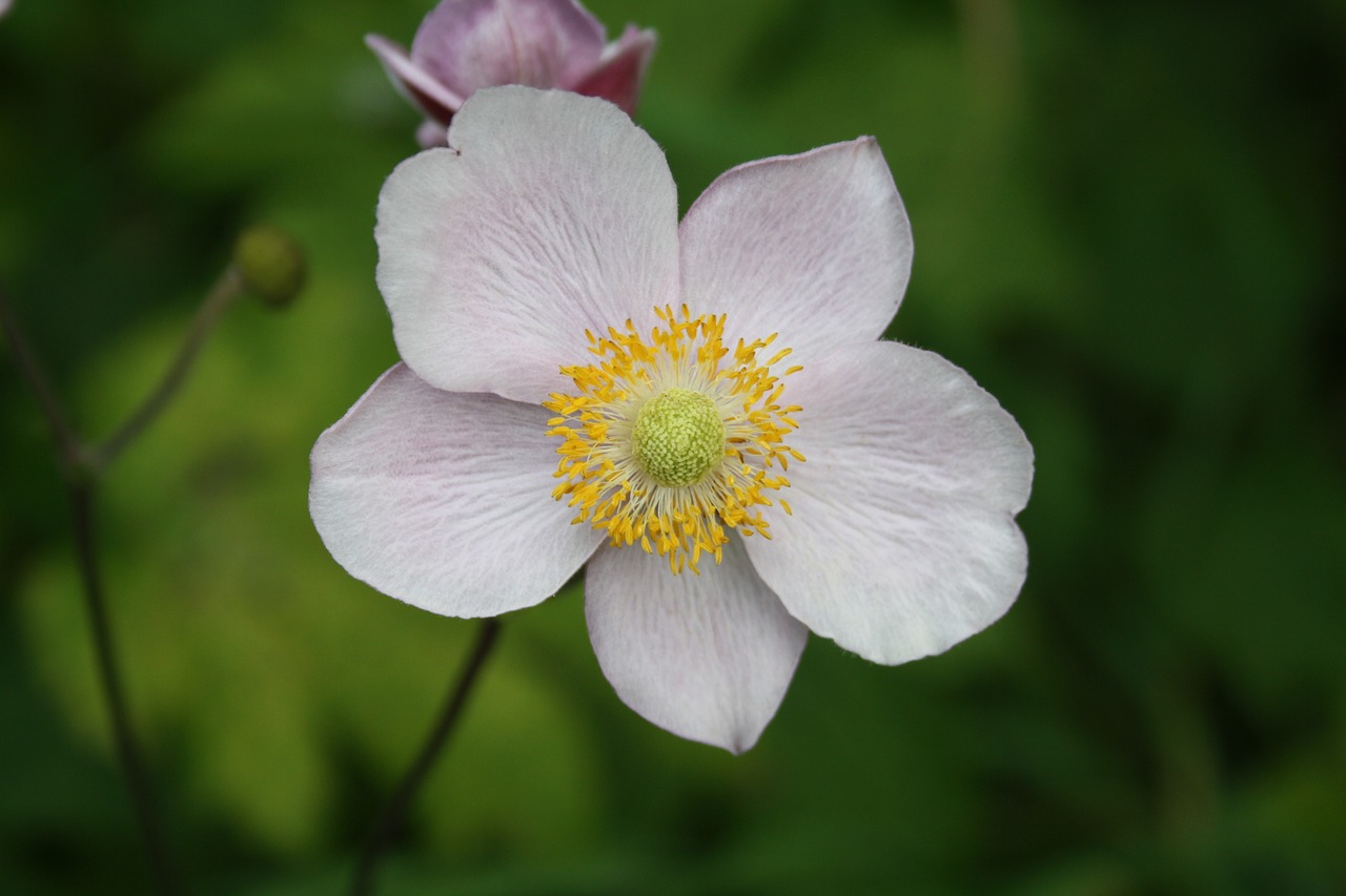 anemone japanese flower free photo