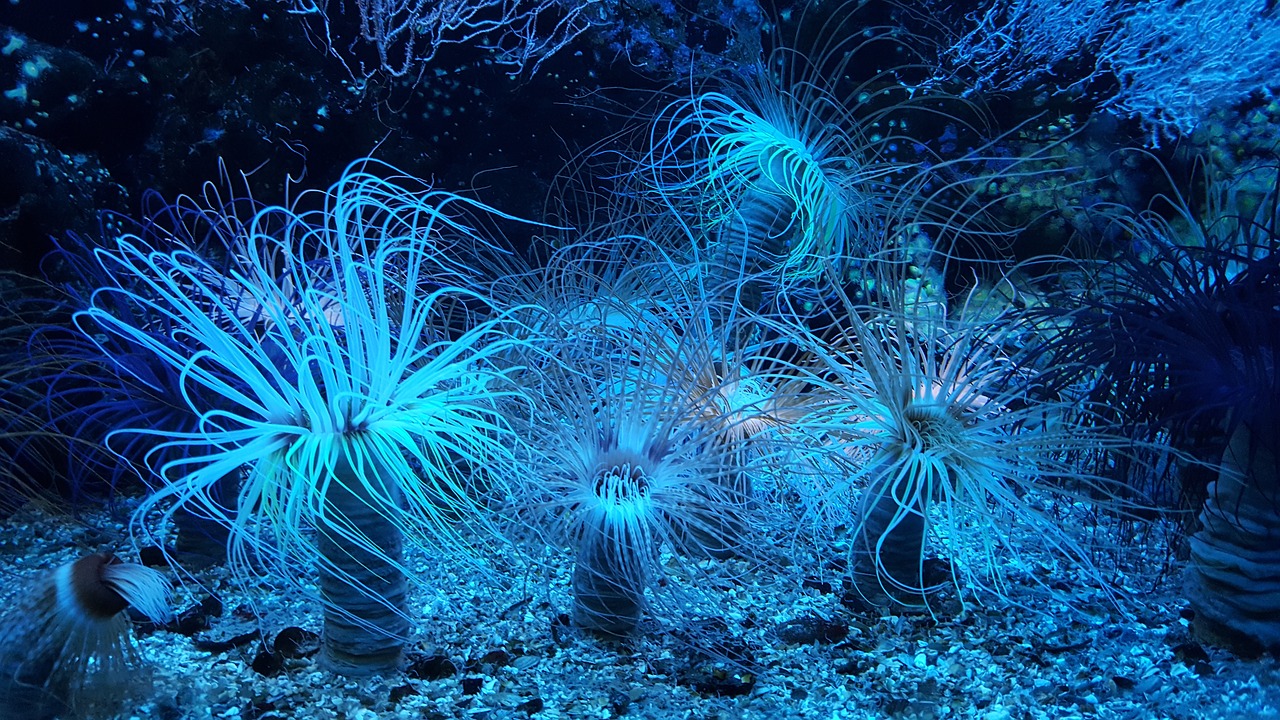 anemone reef aquarium free photo