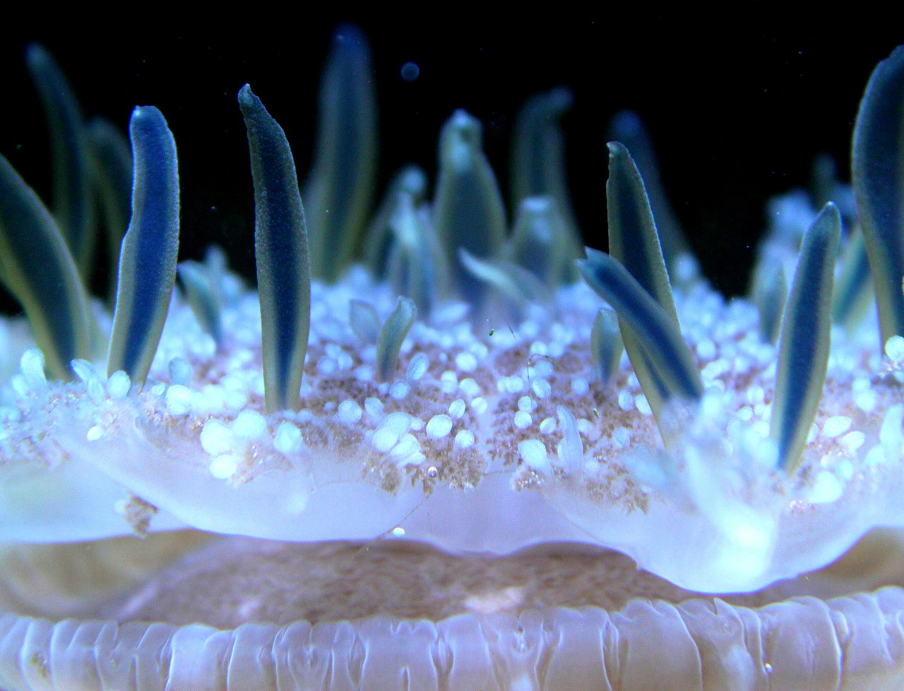 anemone creature sea anemone free photo